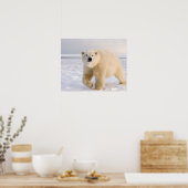 Poster ours polaire, Ursus maritimus, sur glace et neige, (Cuisine)