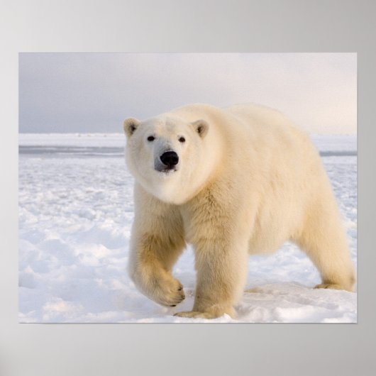 Poster ours polaire, Ursus maritimus, sur glace et neige, (Devant)