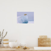 Poster ours polaire, Ursus maritimus, sur un géant (Cuisine)