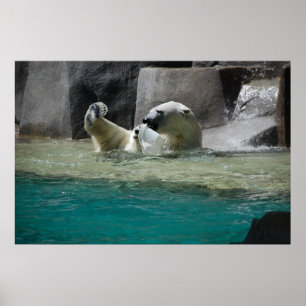 Poster Ours polaires