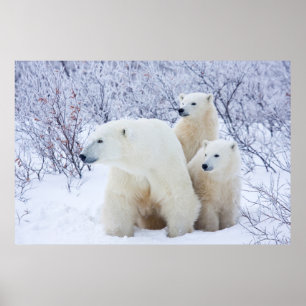 Poster Ours polaires et deux oursons