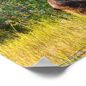 Poster Ours Teton mangeant des baies, Wyoming (Coin)