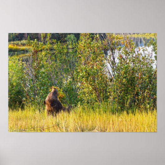Poster Ours Teton mangeant des baies, Wyoming (Devant)