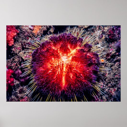 Poster oursin (Devant)