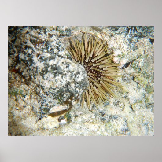 Poster Oursin Hawaïen (Devant)