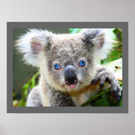 Poster Ourson koala mignon (Devant)