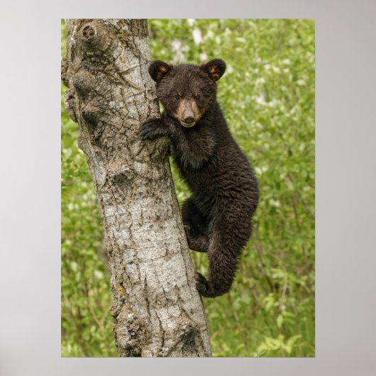 Poster Ourson noir dans un arbre (Devant)