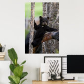 Poster Oursons de l'ours noir reposant (Bureau à domicile)