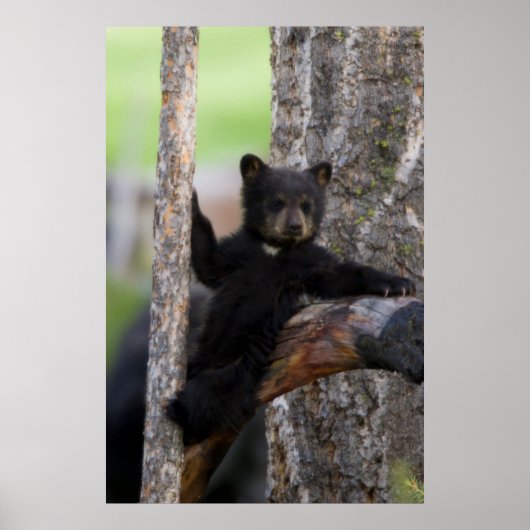 Poster Oursons de l'ours noir reposant (Devant)
