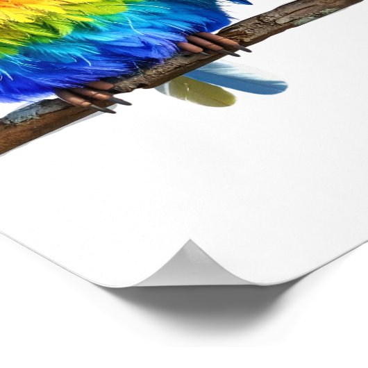 Poster Out on a limb -- Birds (Coin)