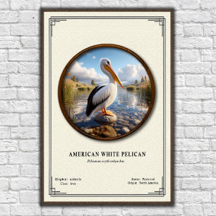 Poster over de Amerikaanse witte pelikaan in de di
