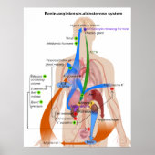 Poster Overview Chart of the Renin-Angiotensin System (Devant)