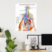 Poster Overview Chart of the Renin-Angiotensin System (Bureau à domicile)