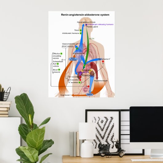Poster Overview Chart of the Renin-Angiotensin System (Bureau à domicile)
