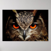 Poster Owl (Devant)