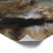 Poster Owl Eyes (Coin)