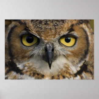 Poster Owl Eyes