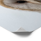 Poster Owl Eyes (Coin)