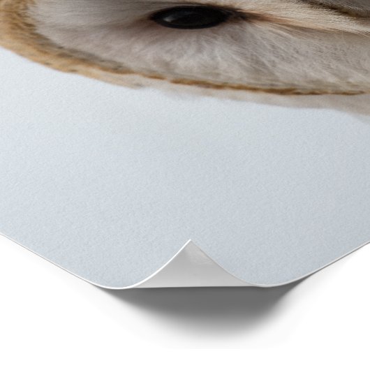 Poster Owl Eyes (Coin)