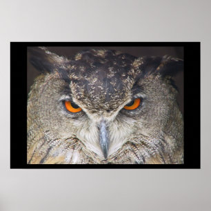 Poster Owl Uil