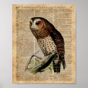 Poster Owl Vintage Illustration Zoology Dictionary Art