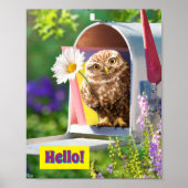 Poster Owl With Flower In Mailbox (Devant)