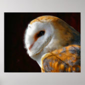 POSTER OWLS (Devant)