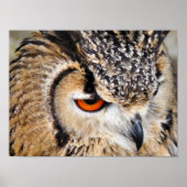 POSTER OWLS (Devant)