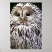 POSTER OWLS (Devant)