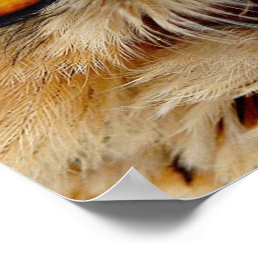 Poster Owls Eyes (Coin)