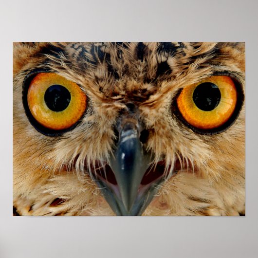 Poster Owls Eyes (Devant)