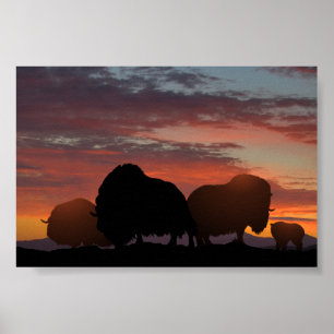 Poster Ox musqué