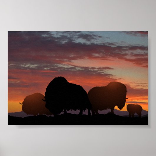 Poster Ox musqué (Devant)
