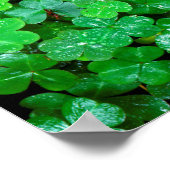 Poster Oxalis des bois au printemps (Coin)