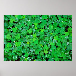 Poster Oxalis des bois au printemps