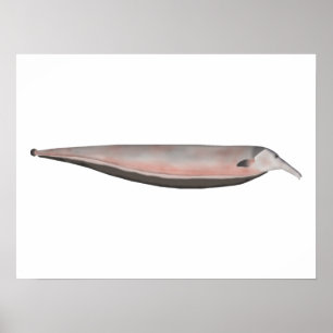 Poster Oxyrhynchus Knifefish (corégone-fantôme)