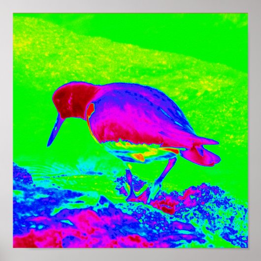 Poster Oyster Catcher (Devant)
