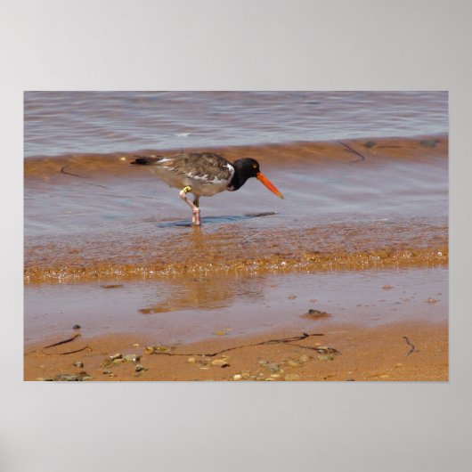 Poster Oystercatcher à Chappaquiddick Island Beach (Devant)