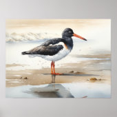 Poster Oystercatcher Oiseau Art Imprimer l'affiche (Devant)