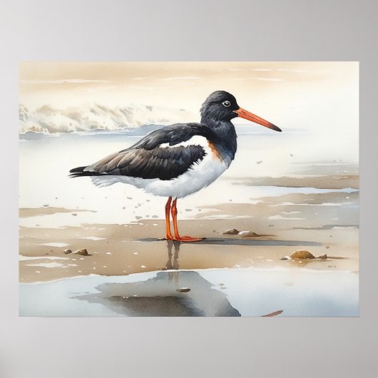 Poster Oystercatcher Oiseau Art Imprimer l'affiche (Devant)