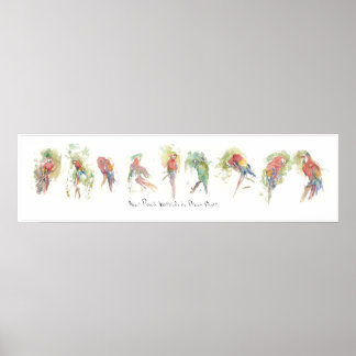 Poster P3, Neuf perroquets, aquarelle par Dennis Boyce