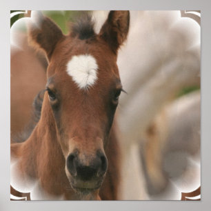 Poster Paarden Baby afdrukken