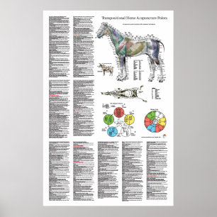 Poster Paardenacupunctiepunt