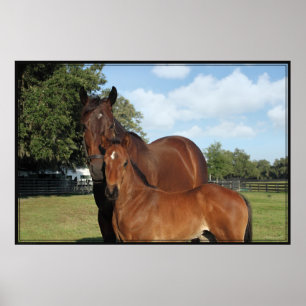 Poster Paardenroyale -60x40 -klik voor kleiner
