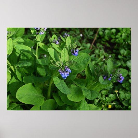 Poster Paars Flowers (Voorkant)