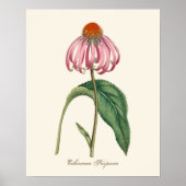 Poster Paarse Natuur Coneflower (Voorkant)