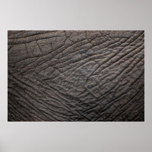 Poster Pachyderme de texture de peau d'éléphant (Devant)