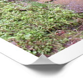 Poster Pacifique 2 (Coin)