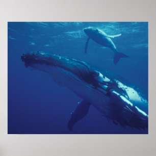 Poster Pacifique Sud, Tonga. baleine à bosse et baleineau