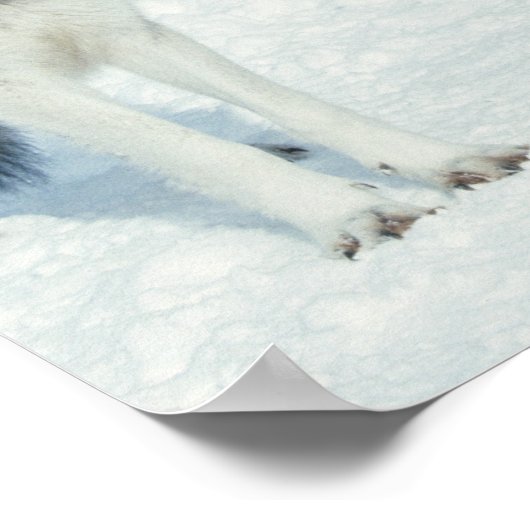 Poster Pack de loups (Coin)